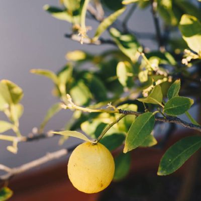 terrazzo limone
